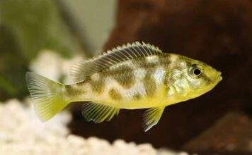 Fiche du poisson Nimbochromis venustus Nimbochromis venustus