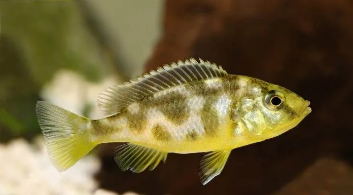 Fiche du poisson Nimbochromis venustus Nimbochromis venustus