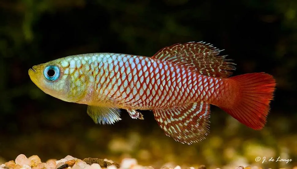 Nothobranche de Palmqvisti