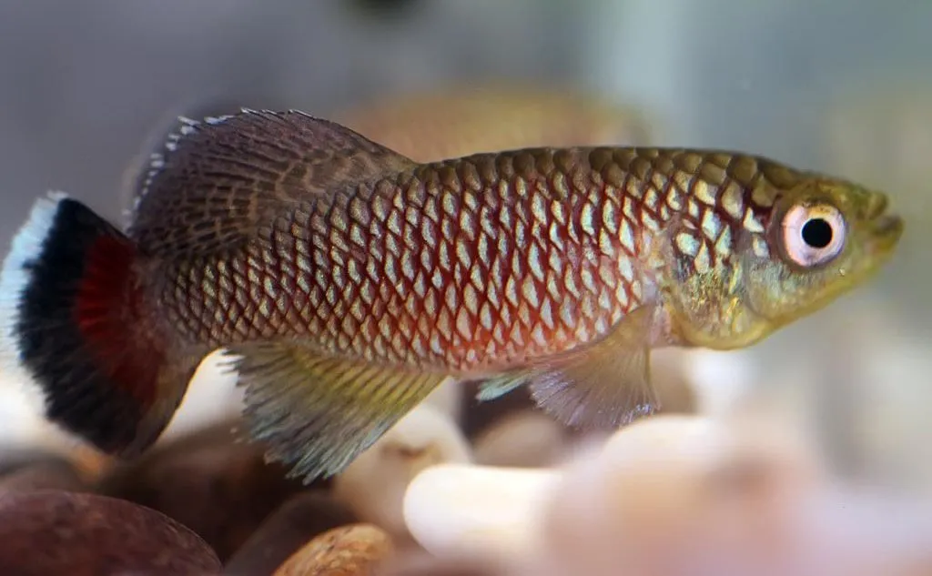 Nothobranchius jubbi