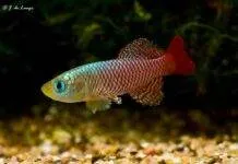 Fiche du poisson Nothobranchius palmqvisti Nothobranchius palmqvisti