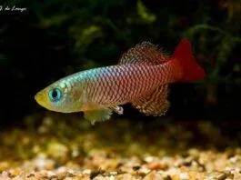 Nothobranchius palmqvisti