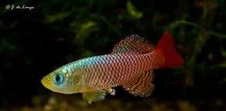 Nothobranchius palmqvisti