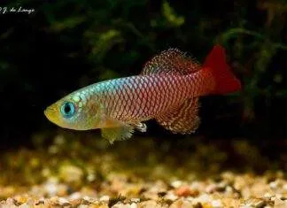 Nothobranchius palmqvisti