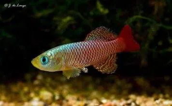 Fiche du poisson Nothobranchius palmqvisti Nothobranchius palmqvisti