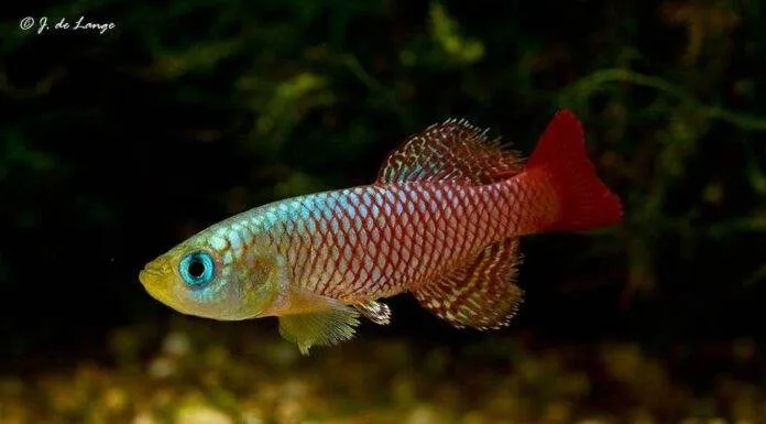 Fiche du poisson Nothobranchius palmqvisti Nothobranchius palmqvisti