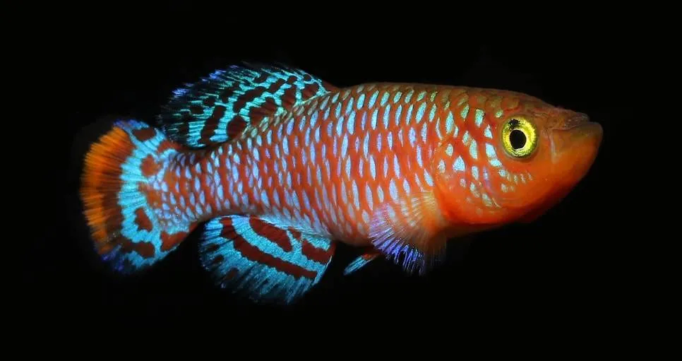 Nothobranchius rachovii