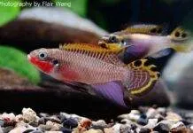 Fiche du poisson Pelvicachromis taeniatus Pelvicachromis taeniatus