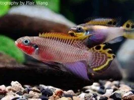 Pelvicachromis taeniatus