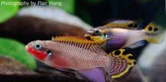 Pelvicachromis taeniatus