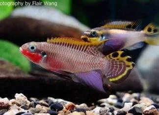 Pelvicachromis taeniatus