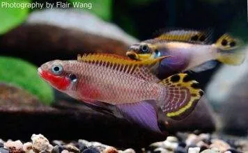 Pelvicachromis taeniatus