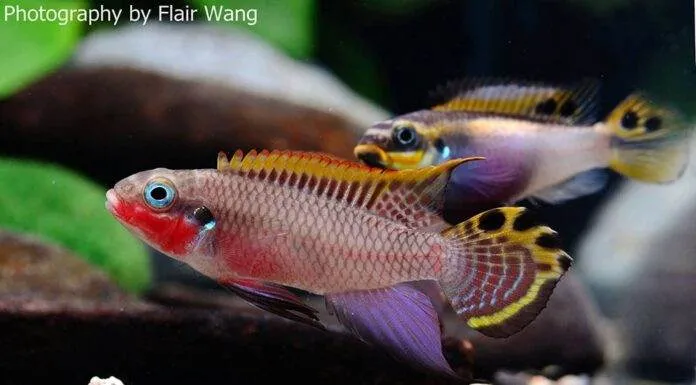 Pelvicachromis taeniatus