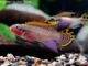 Fiche du poisson Pelvicachromis taeniatus Pelvicachromis taeniatus