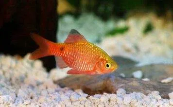 Pethia conchonius