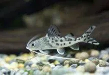 Fiche du poisson Pimelodus pictus Pimelodus pictus