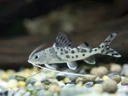 Pimelodus pictus