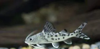 Pimelodus pictus