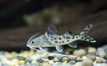 Fiche du poisson Pimelodus pictus Pimelodus pictus