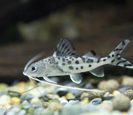 Pimelodus pictus