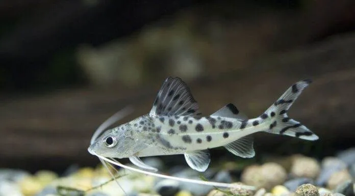 Pimelodus pictus