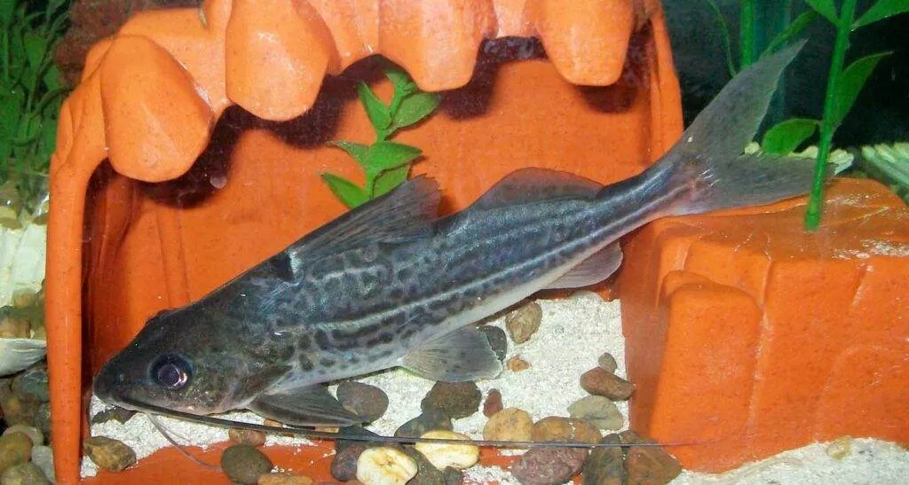 Pimelodus à bandes blanches