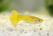 Fiche du poisson Poecilia reticulata (Guppy) Poecilia reticulata