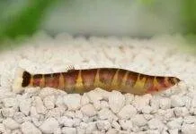 Pour les debutants qui veulent avoir des Pangio kuhli Pour les debutants qui veulent avoir des Pangio kuhli