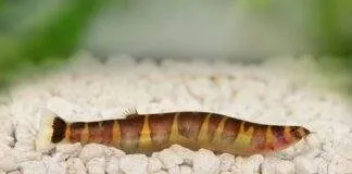 Pour les debutants qui veulent avoir des Pangio kuhli