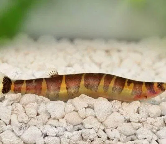 Pour les debutants qui veulent avoir des Pangio kuhli