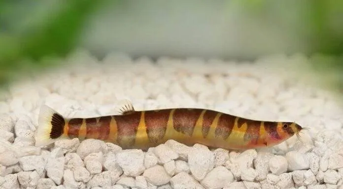 Pour les debutants qui veulent avoir des Pangio kuhli