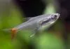 Fiche du poisson Prionobrama filigera Prionobrama filigera