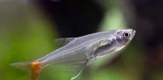 Prionobrama filigera