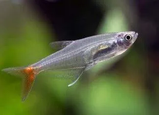 Fiche du poisson Prionobrama filigera Prionobrama filigera