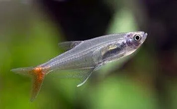 Prionobrama filigera