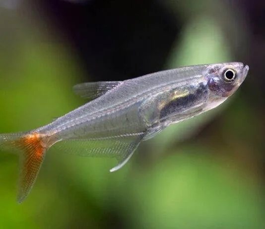 Prionobrama filigera