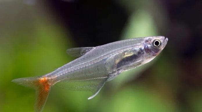 Prionobrama filigera