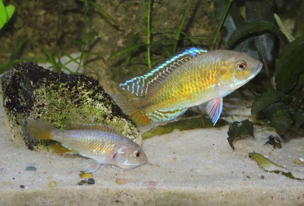 Pseudocrenilabrus multicolor dimorphisme