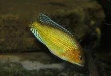 Pseudocrenilabrus multicolor multicolor