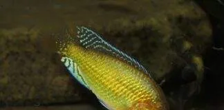 Pseudocrenilabrus multicolor multicolor