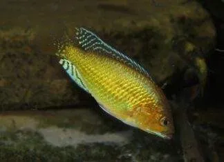 Pseudocrenilabrus multicolor multicolor