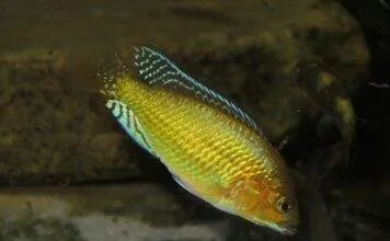 Pseudocrenilabrus multicolor multicolor