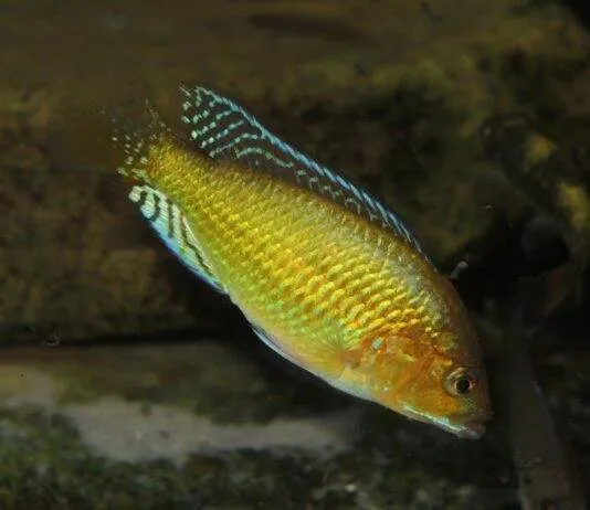 Pseudocrenilabrus multicolor multicolor