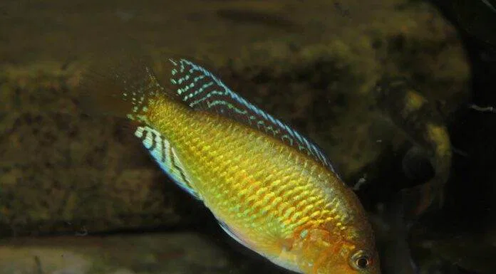 Pseudocrenilabrus multicolor multicolor