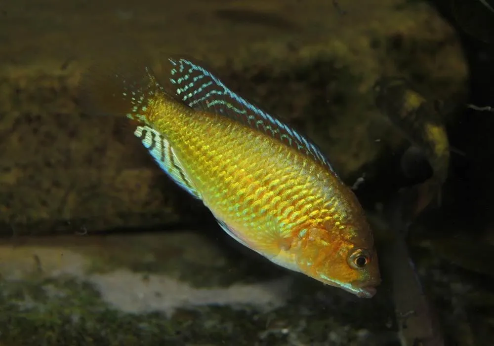 Pseudocrenilabrus multicolor multicolor Pseudocrenilabrus multicolor multicolor