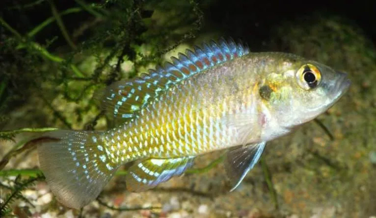 Pseudocrenilabrus multicolor