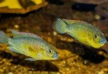 Fiche du poisson Pseudocrenilabrus philander dispersus Pseudocrenilabrus philander dispersus