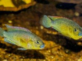 Pseudocrenilabrus philander dispersus