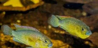 Pseudocrenilabrus philander dispersus