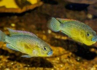 Pseudocrenilabrus philander dispersus